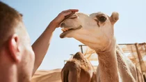Ein Mann streichelt einem Dromedar über den Kopf.