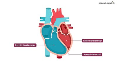 How does the heart function?