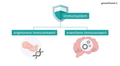 How do immune responses work?