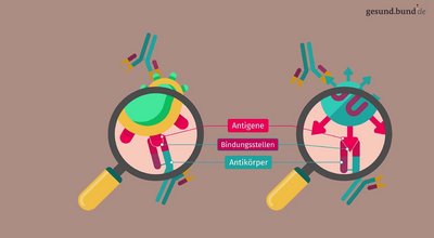 What are antibodies?