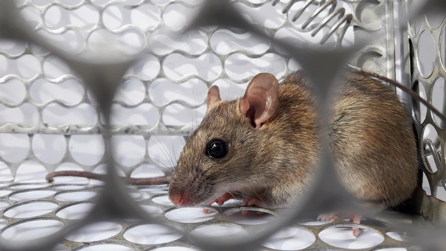 Hantavirus-Erkrankung: Eine Maus sitzt in einem K&auml;fig aus Metall.